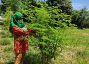 BUMDes Batu Petinang Olah Kelor Selain untuk Sayur dan Kue, Juga Minuman Sehat dan Kosmetik