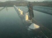 Produksi Garam di Sumbawa Capai 6000 Ton per Tahun