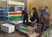 Ayo Kunjungi Sentra Ikan Hias Pasar Rembiga, Mulai dari Harga Rp 5000