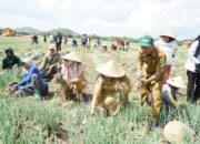 Wabup Panen Raya Bawang Merah di Serading