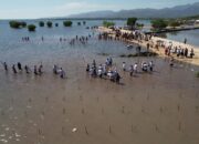 Atasi Abrasi dan Kurangi Emisi, Pemda dan PT. Sumitomo Tanam 120.000 Bibit Mangrove di Pulau Kaung