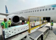 Dukung Konservasi Satwa Endemik,  Garuda Indonesia Angkut Komodo ke Labuan Bajo