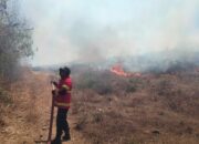 Api Pembakaran Lahan Membesar Mendekati Permukiman, Pasukan Pemadam Bergerak Cepat Padamkan Api