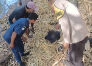 Polres KSB Evakuasi Jasad Bayi Terbungkus Jaket Ditemukan di Sungai Brang Rea