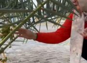 Wakil Bupati Sumbawa Mendorong Warga Lokal untuk Menanam Kurma