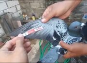 Lomba Merpati Pos Sumbawa-Jatim: Bayun Asal Madiun Menjadi yang Tercepat dengan Kecepatan 896 KM/Jam