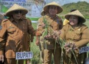 Kabupaten Sumbawa Raih Dukungan Dana Rp 30 Miliar untuk Program Upland Bawang Merah 2024