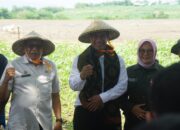 Mentan RI Amran Sulaiman Tanam Jagung di Sumbawa Untuk Perkuat Persediaan Nasional 2024