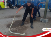 Dinas Damkartan Sumbawa Miliki Tim Animal Rescue Bersiap untuk Penampilan Atraktif HUT 105 di Bima