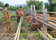 2024 Pemda Sumbawa Kembali Raih Dana Rp13 Miliar untuk Pengembangan Sektor Peternakan dan Keswan