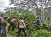 Petugas Evakuasi Pohon Tumbang di 11 Titik Jalur Sekongkang Bawah – Tongo