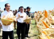 Presiden Senang Produksi Jagung di Sumbawa Maju