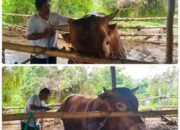 Sapi 635 Kg Milik Warga Sumbawa Dipilih Presiden Prabowo untuk Hewan Kurban Idul Adha 1446 H