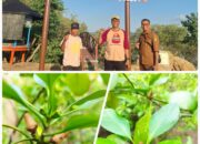 Ceriop Decandra, Mangrove Langka Dunia Ditemukan di Pulau Nanga Sira Labu Sawo Sumbawa