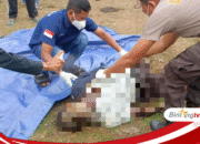 Kakek Asal Ai Mual Lape Ditemukan Tak Bernyawa di Lahan Ternak