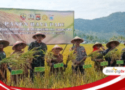 Panen Raya di Sumbawa Barat, TNI Tegaskan Komitmen Dukung Ketahanan Pangan Nasional