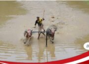 Barapan Kebo, Tradisi Melegenda Penjaga Nilai Budaya dan Penggerak Ekonomi Masyarakat Sumbawa Barat