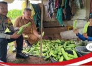 Dukung Ketahanan Pangan, Bhabinkamtibmas Desa Tatar Tinjau Pemanfaatan Lahan Produktif Warga Bersama Pemerintah Desa