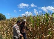 Bhabinkamtibmas Desa Tongo Dampingi Petani Jagung, Perkuat Ketahanan Pangan wilayah