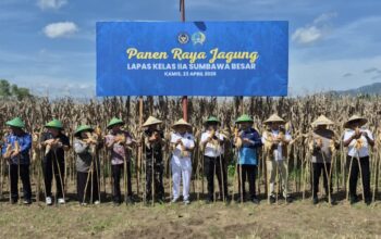 Dukung Ketahanan Pangan Nasional, Lapas Sumbawa Besar Panen Raya Jagung Bersama Warga Binaan