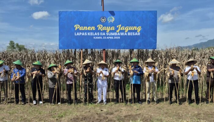 Dukung Ketahanan Pangan Nasional, Lapas Sumbawa Besar Panen Raya Jagung Bersama Warga Binaan