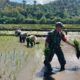 Babinsa Turun ke Sawah, Dampingi Petani Tanam Padi di Desa Binan